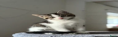 Maine Coon 3