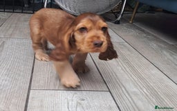Cocker Spaniel dogs for stud: Serci import Chocolate sable show cocker stud - Image 6