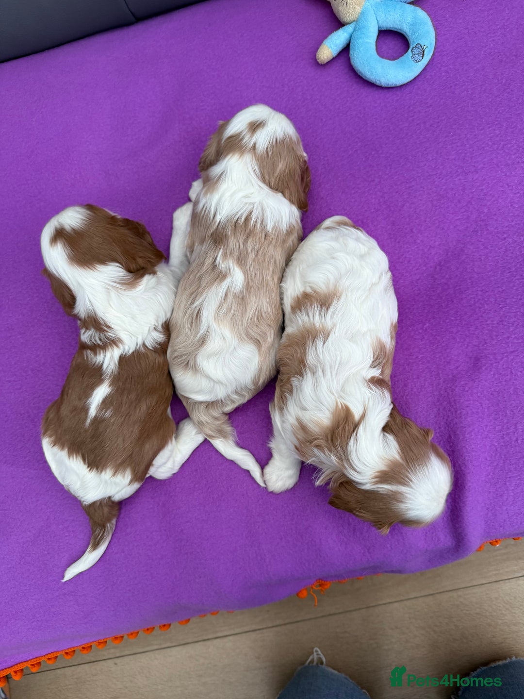 Cavalier King Charles Spaniel dogs for sale: Adorable Cavalier King Charles Spaniel  - Advert 29