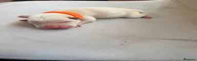 Orange girl 