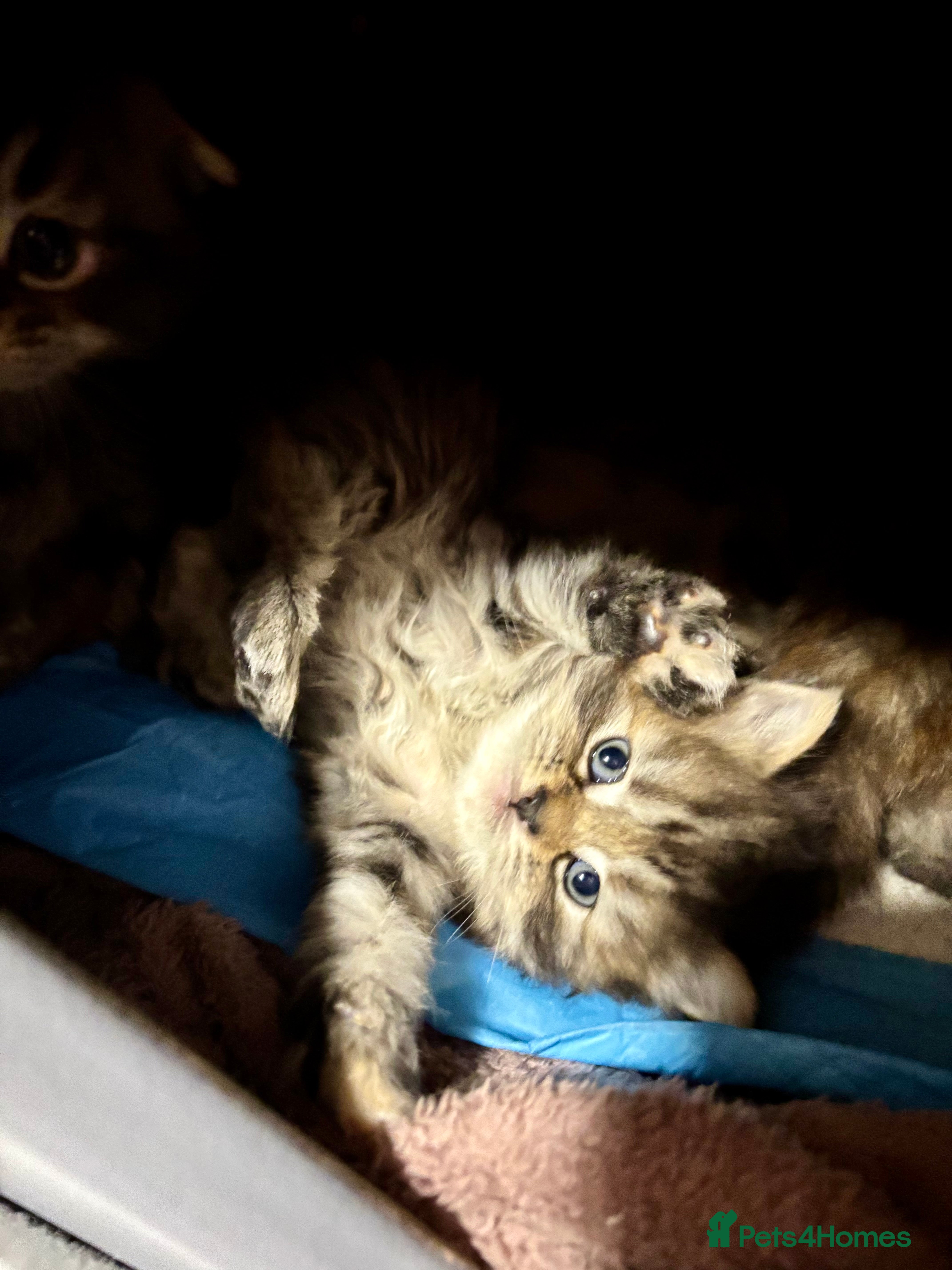 Scottish Fold cats Scottish fold long hair - Advert 17