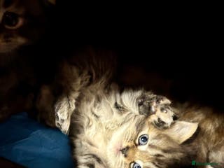 Scottish Fold cats Scottish fold long hair - Advert 11