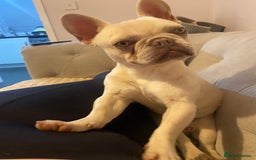 French Bulldog dogs for sale: Franko the French bulldog  - Image 3