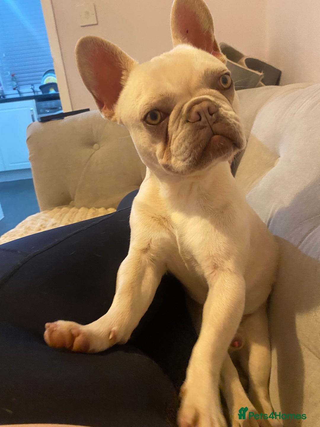 French Bulldog dogs for sale: Franko the French bulldog  - Image 3