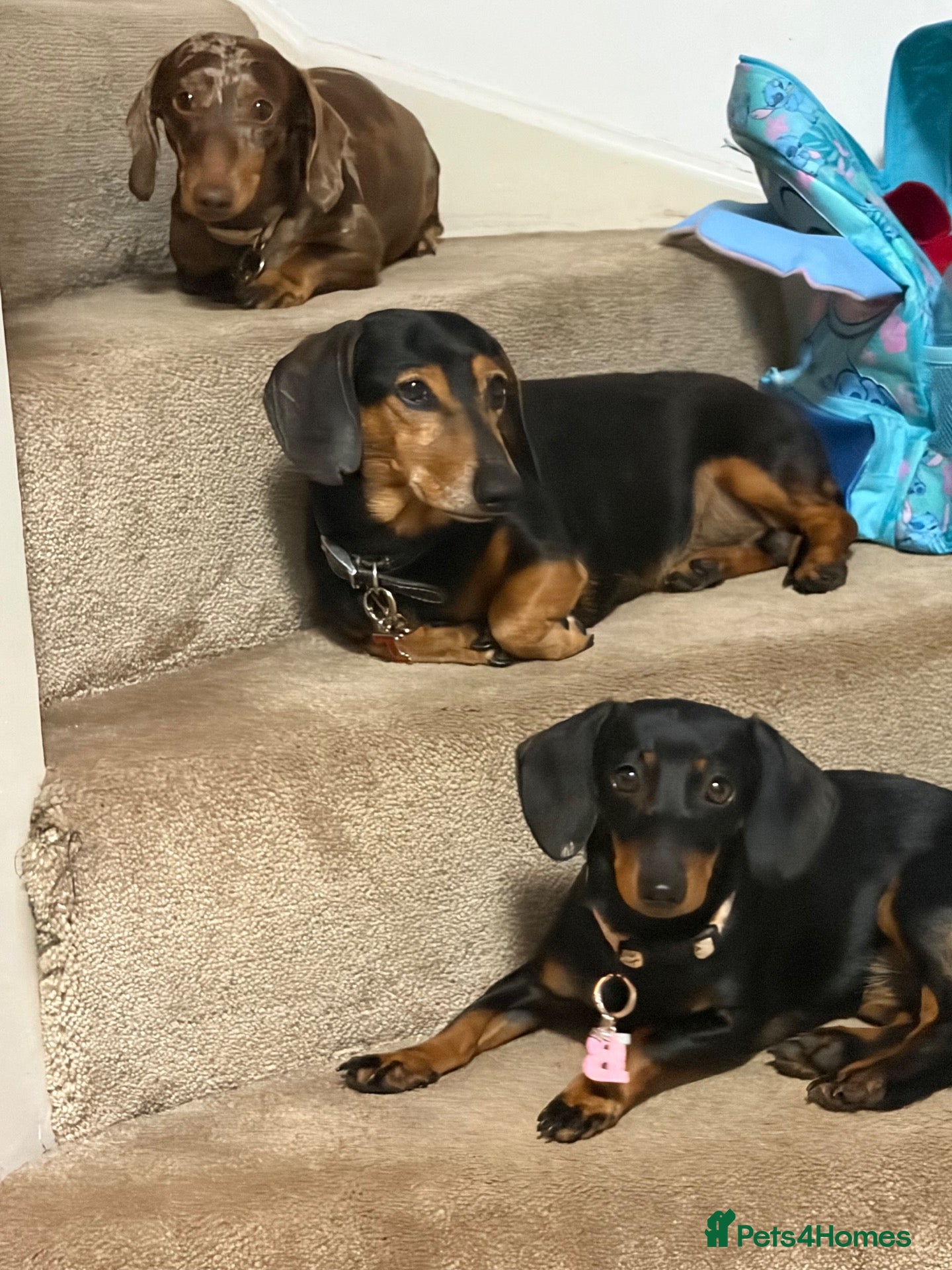 Miniature Dachshund dogs Mini sausage dogs. Family bred/health checked  - Advert 2