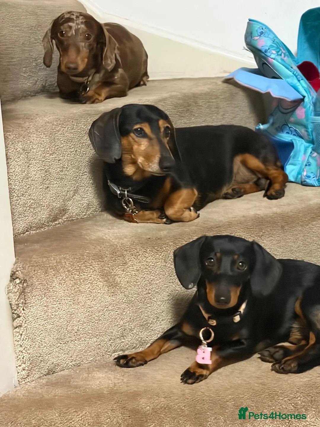 Miniature Dachshund dogs for sale: Mini sausage dogs. Family bred/health checked  - Advert 2