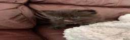 Mixed Breed cats for sale: 4 beautiful kittens  - Advert 10
