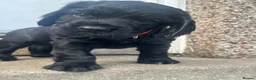 Cocker Spaniel dogs for sale: Beautiful working cocker spaniel pups  - Advert 11