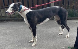 Greyhound dogs for adoption: Friendly girl Tissy wants a loving forever home - Image 2