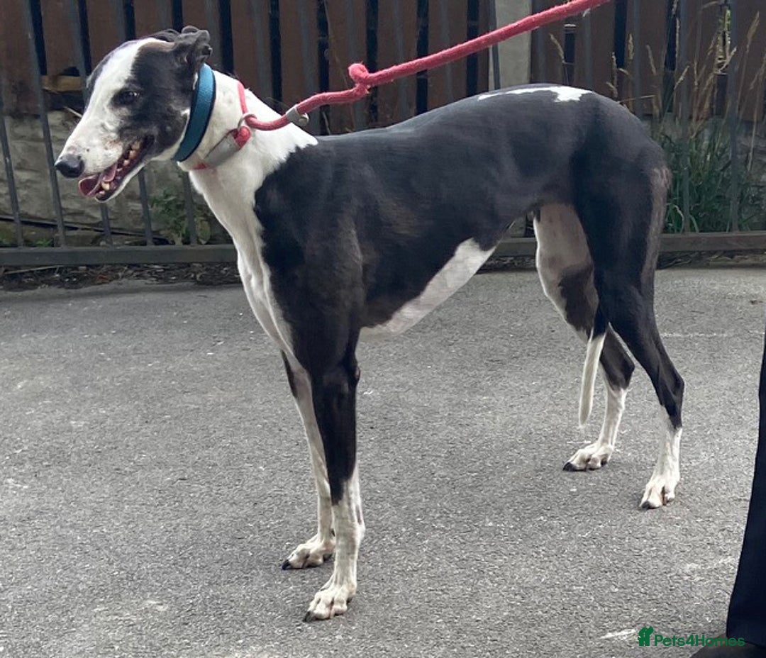 Greyhound dogs for adoption: Friendly girl Tissy wants a loving forever home - Image 2