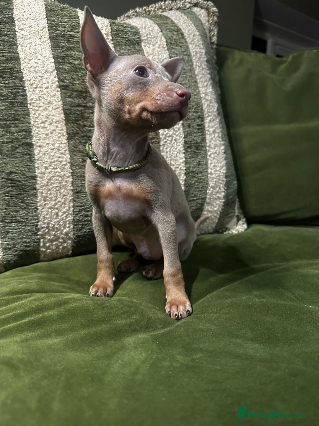 Miniature Pinscher dogs for sale: Stunning Miniature Pinschers - Advert 10