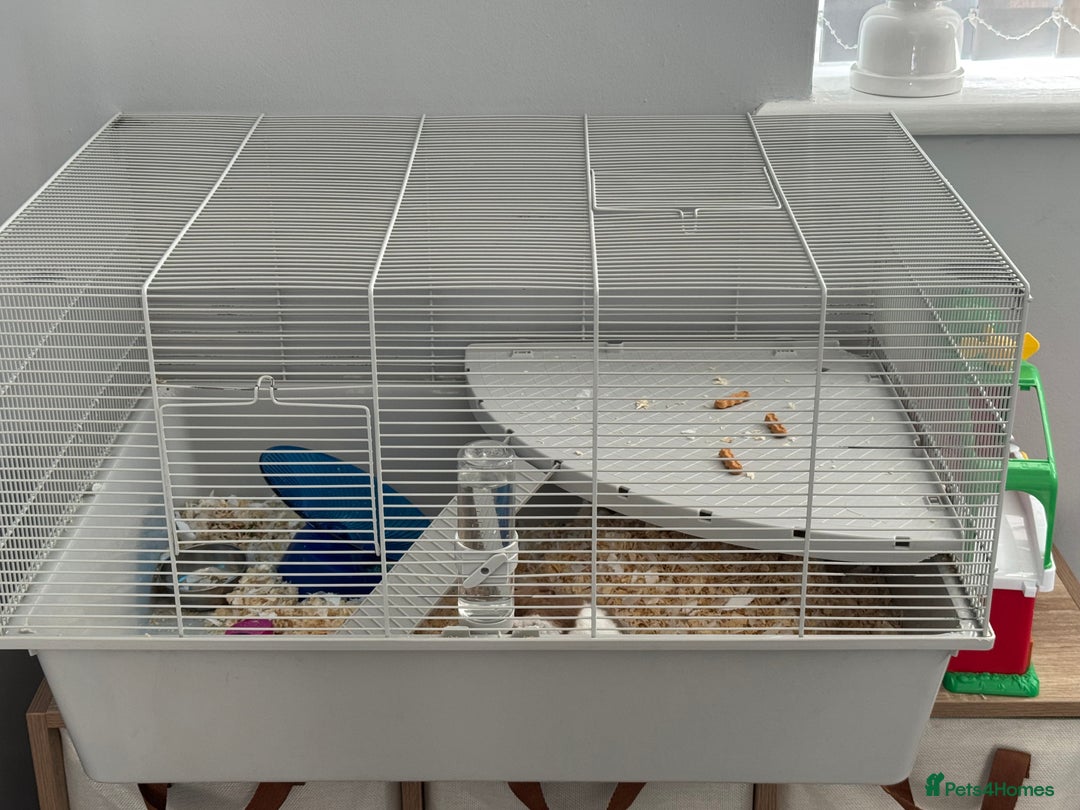 Hamster rodents for sale: Hamster - Image 2