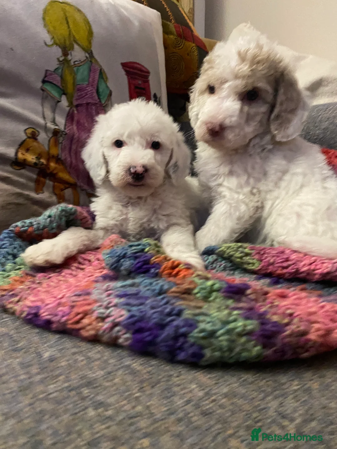 Labradoodle dogs for sale: Australian Labradoodle Puppies - Advert 13