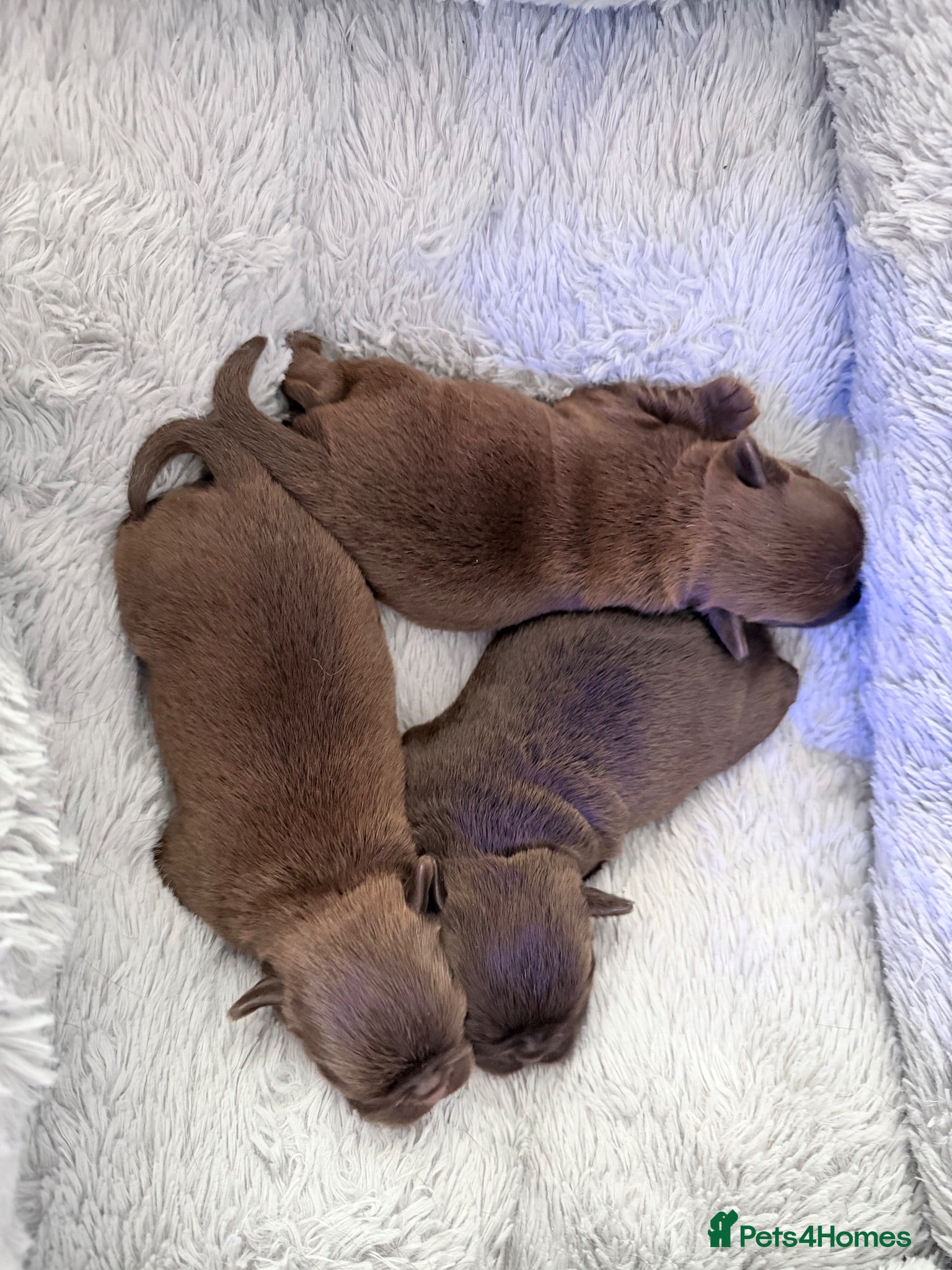 Griffon Bruxellois dogs Three chocolate boys  - Advert 5