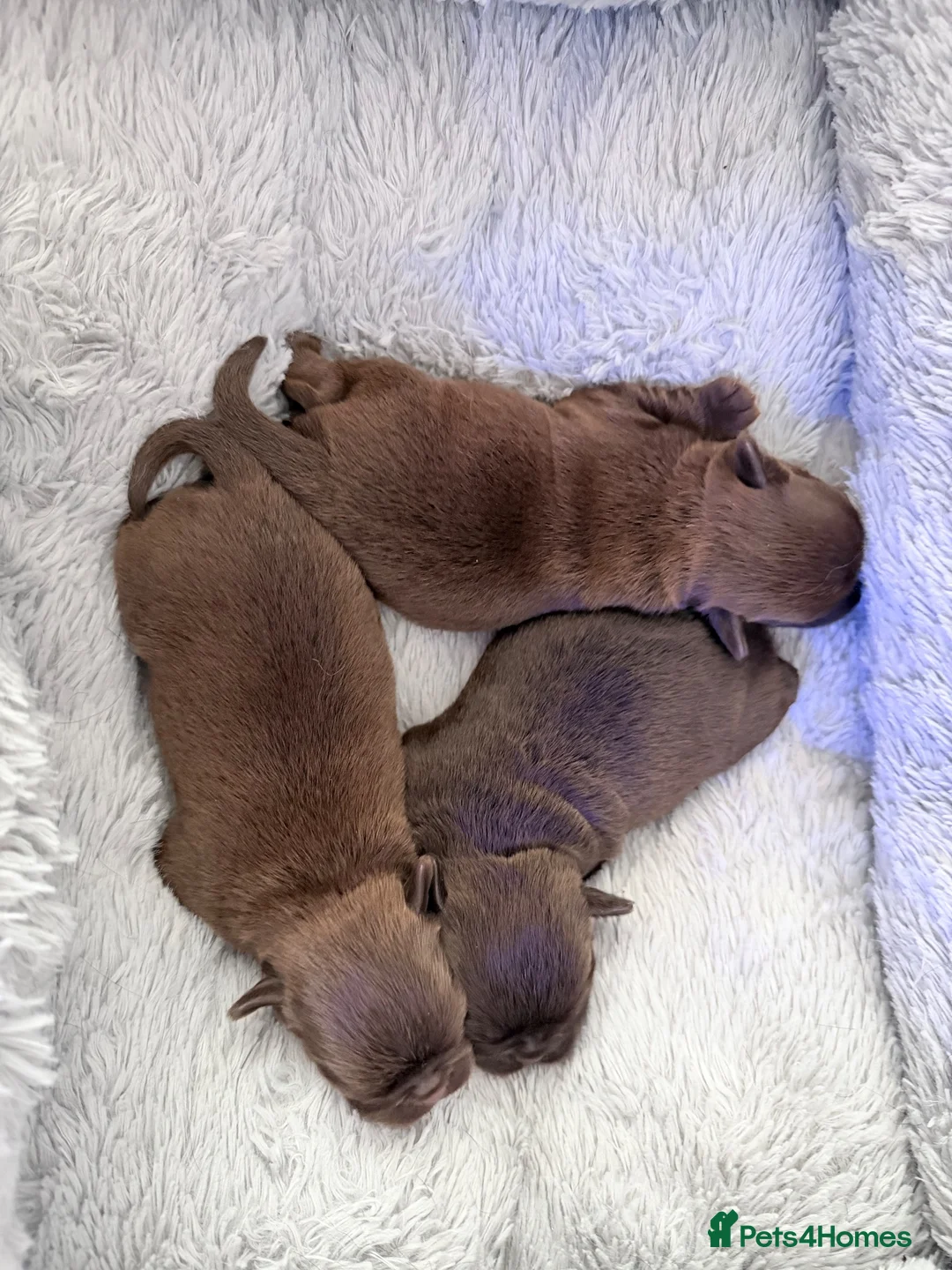 Griffon Bruxellois dogs for sale: Three chocolate boys  - Advert 1