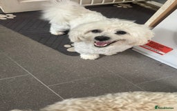 Mixed Breed dogs for sale: Lovely Maltichon Boy looking for a loving home  - Image 2