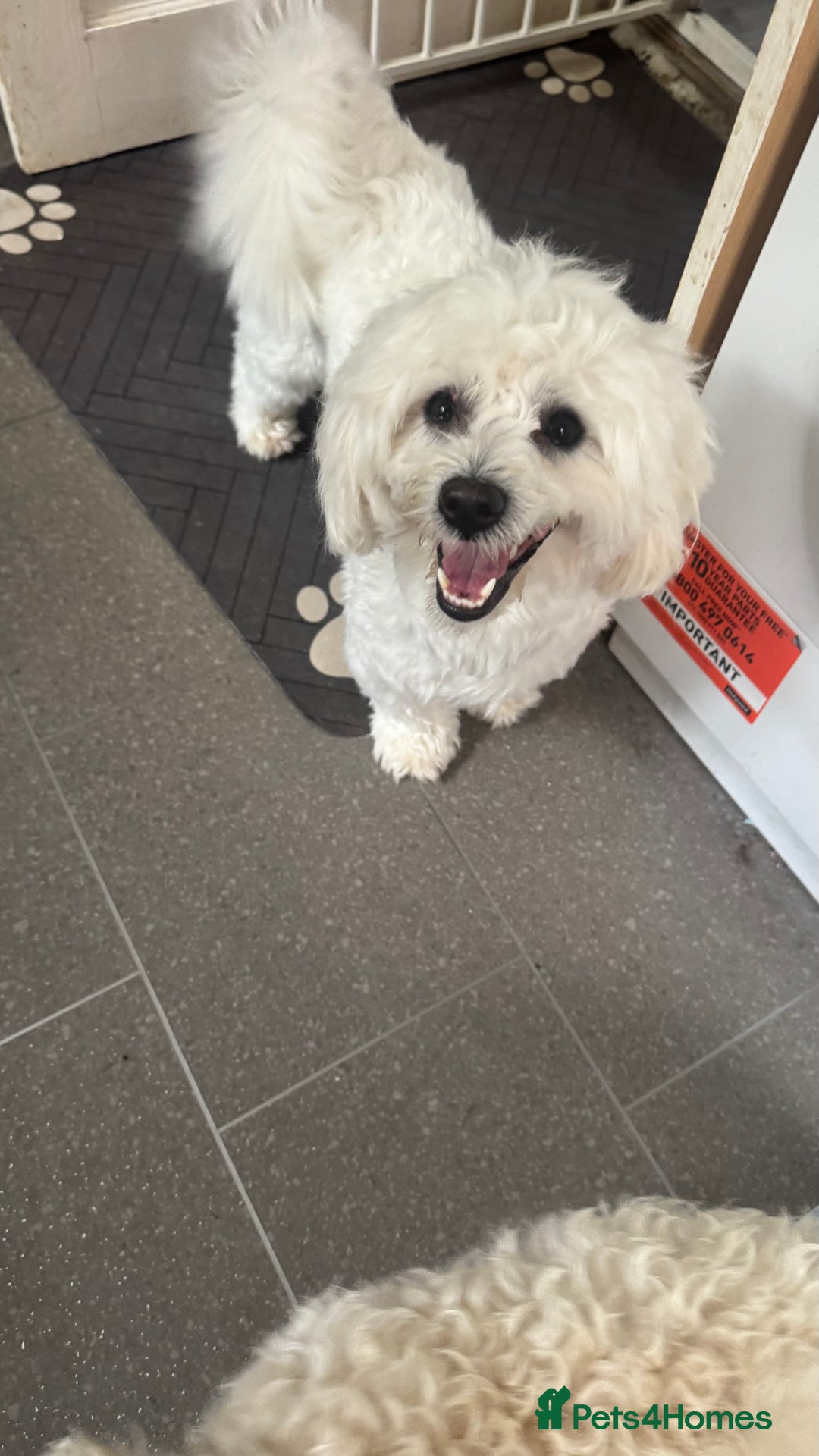 Mixed Breed dogs for sale: Lovely Maltichon Boy looking for a loving home  - Image 2