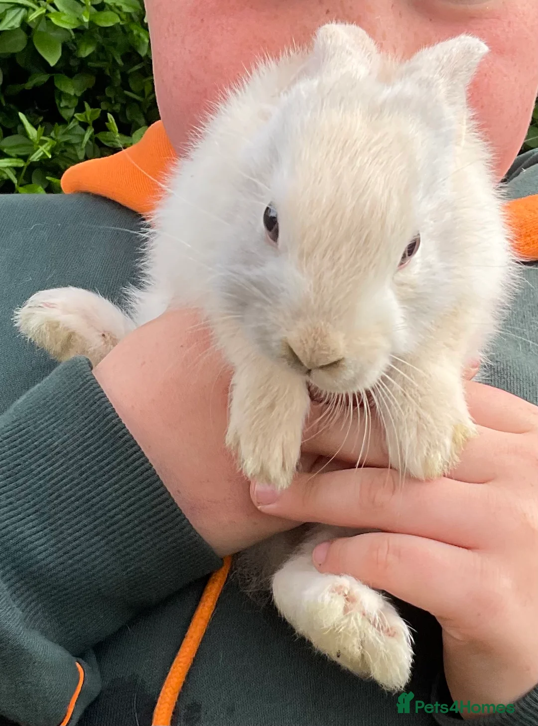 Mini Lop rabbits for sale: X5 Mini Lop Bunnies in Wednesbury - Advert 2