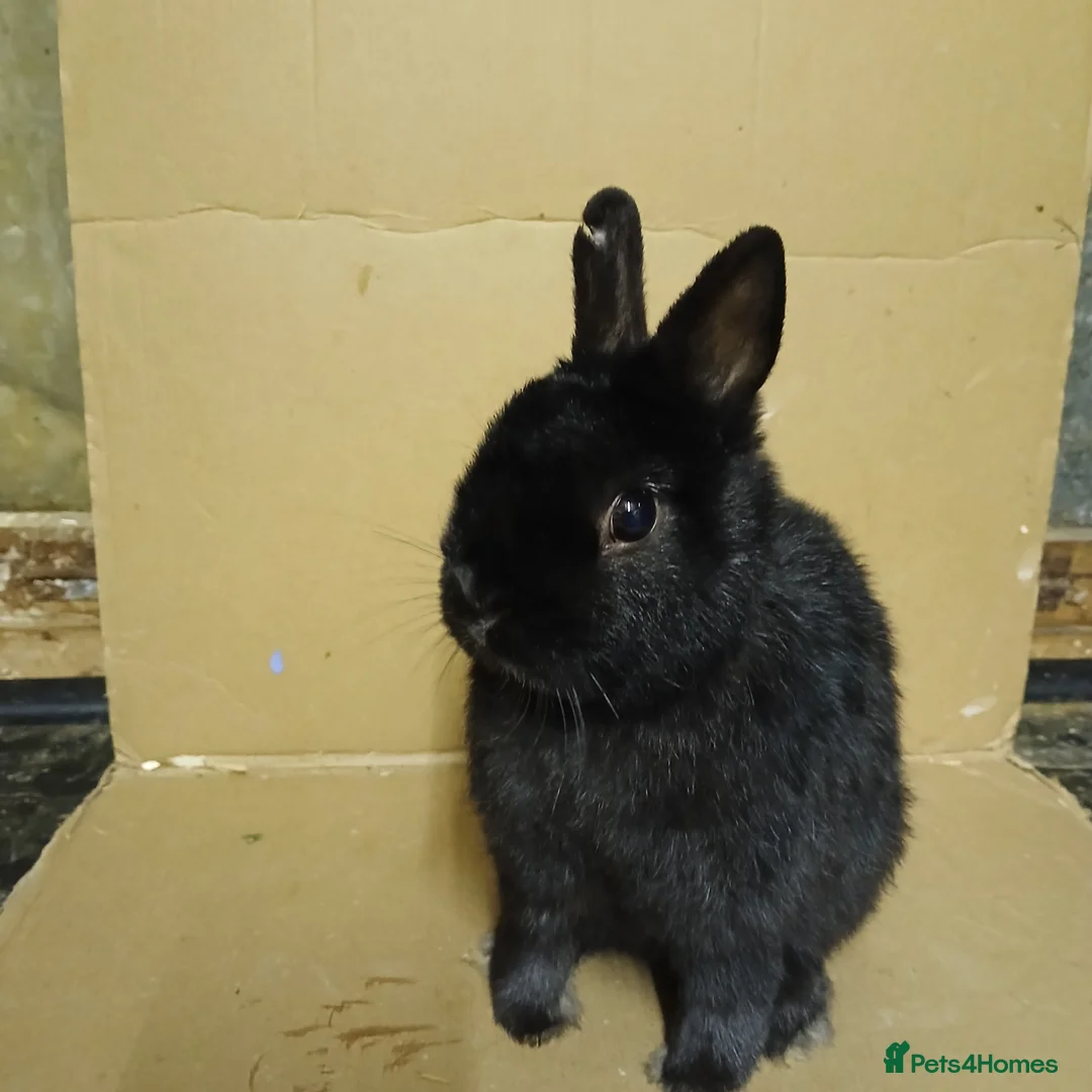 Netherland Dwarf rabbits for sale: Young Netherland Dwarf buck - Advert 6
