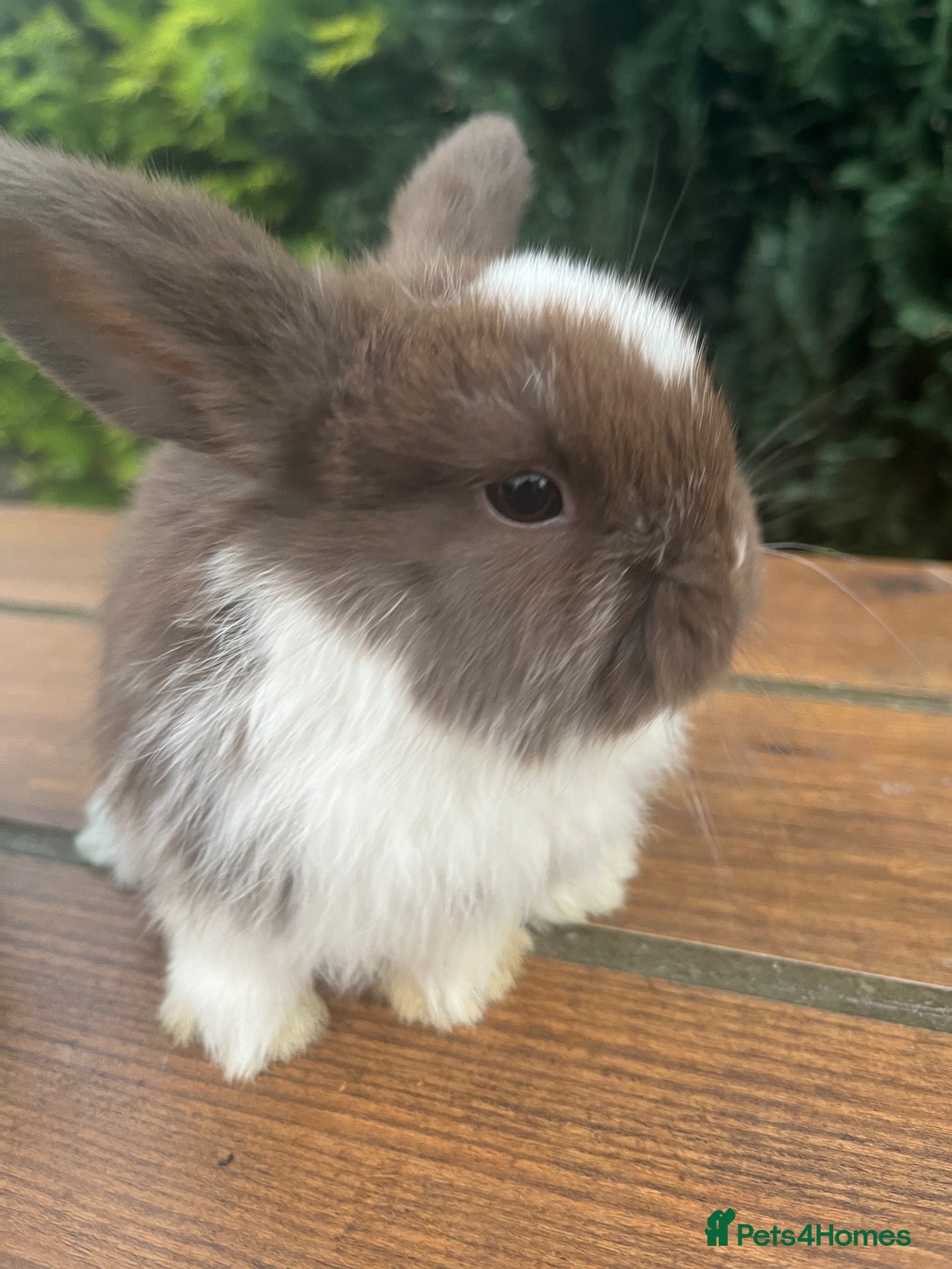 Mini Lop rabbits 🐰Pure Bred Mini Lop Does 16W  ~ Ready now🐰 - Advert 2