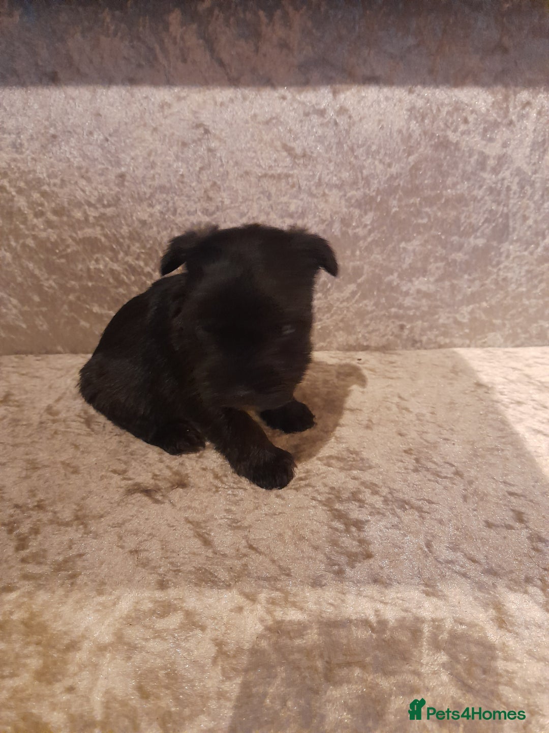 Mixed Breed dogs for sale: Snorkie pups - Advert 13