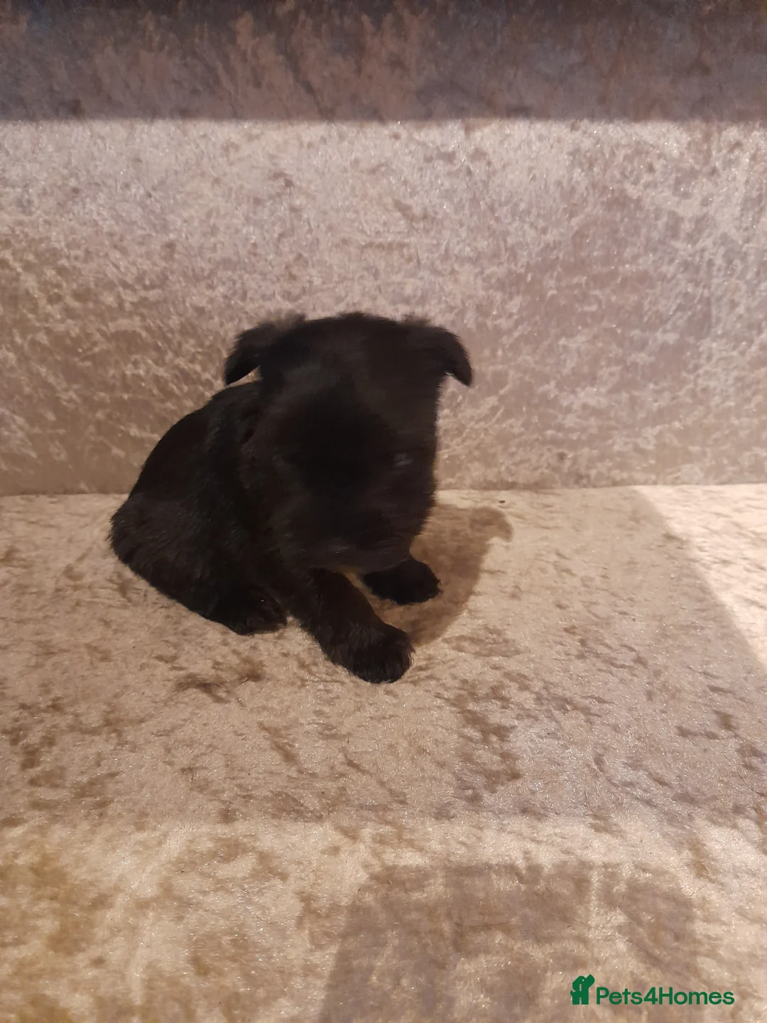 Mixed Breed dogs for sale: Snorkie pups - Advert 13