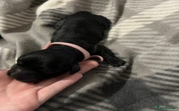 Cockapoo dogs for sale: F1B Cockapoos🐶 - Image 2