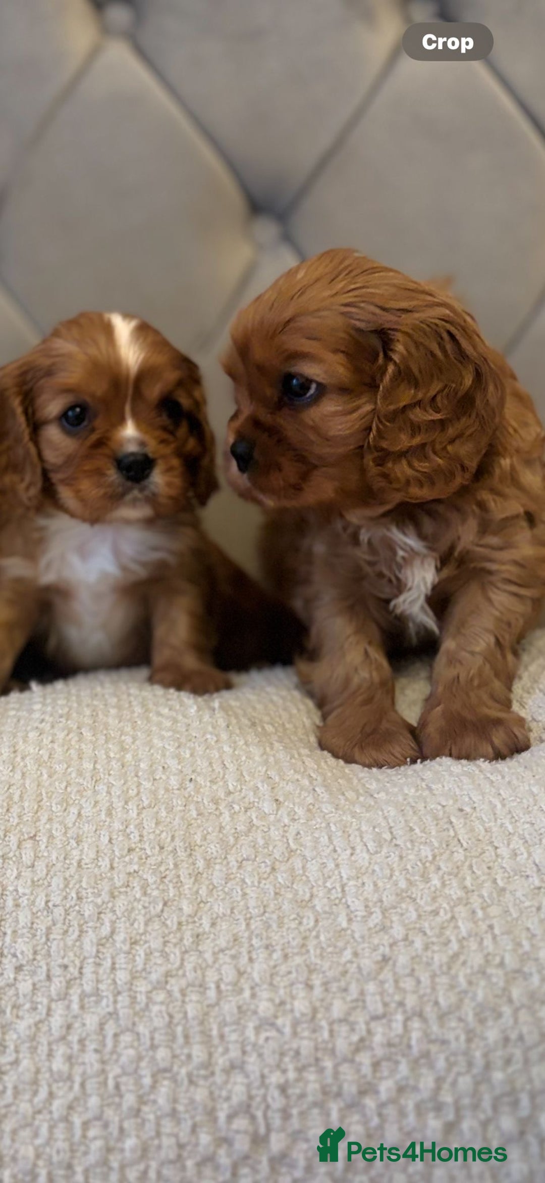 Cavalier King Charles Spaniel dogs for sale:  Outstanding Health-Tested Cavalier Puppies  - Advert 2