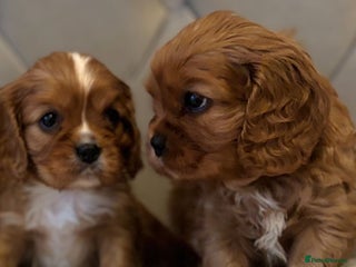 Cavalier King Charles Spaniel dogs Outstanding Health-Tested Cavalier Puppies - Advert 4