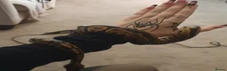Snake reptiles for sale: Stunning Female Leopard Ball Python - Advert 5