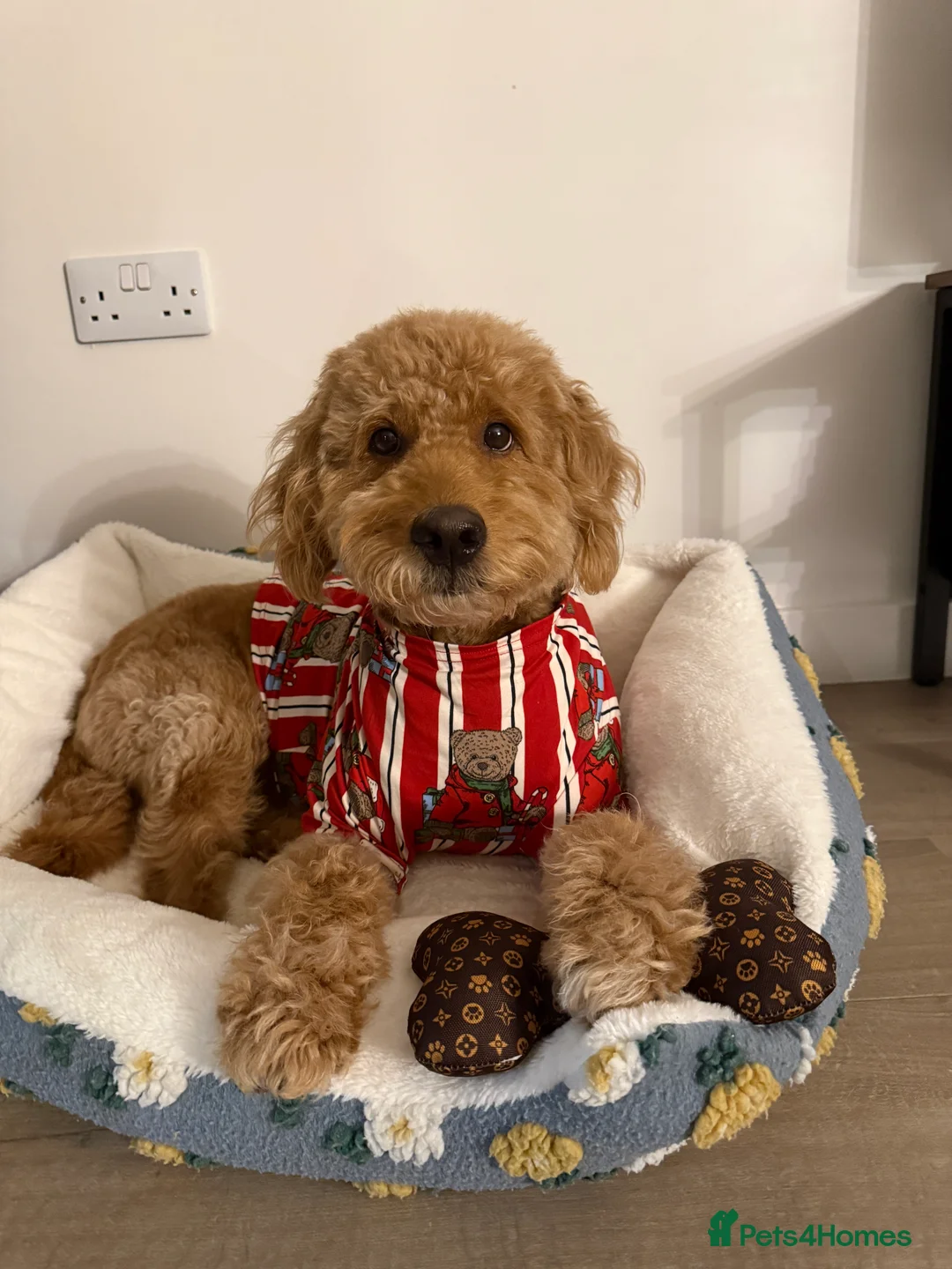 Goldendoodle dogs for stud: Proven Miniature Goldendoodle Stud – Noah 🐾 in London - Advert 16