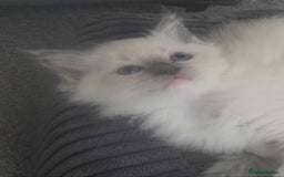 Ragdoll cats for sale: 2 beautiful litters of Ragdolls  - Image 11
