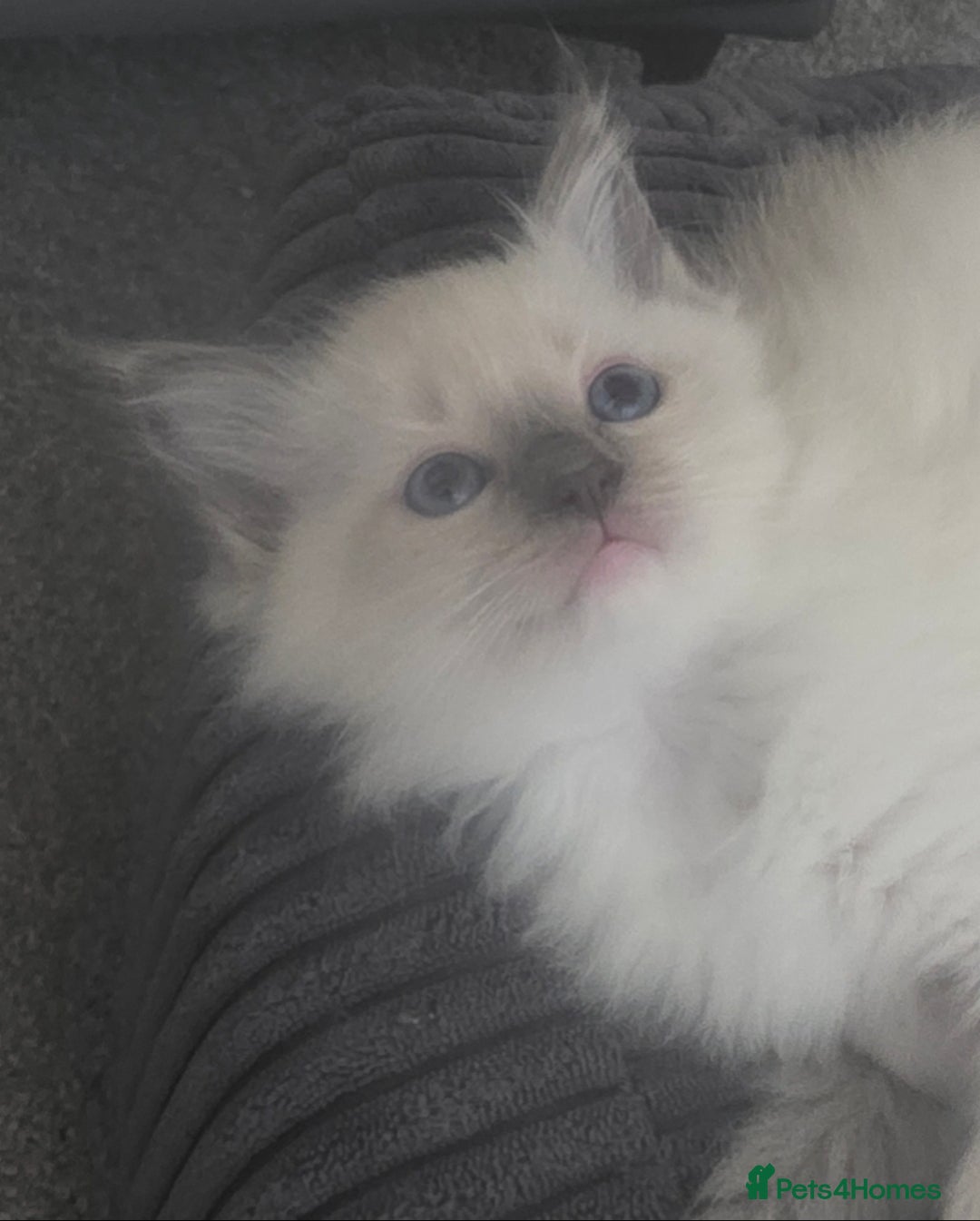 Ragdoll cats for sale: 2 beautiful litters of Ragdolls  - Image 11