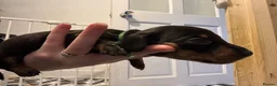 Miniature Dachshund dogs for sale: 5 miniature black & tan dachshunds  in Southport - Advert 8