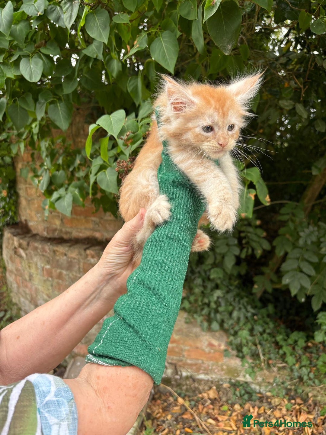 Maine Coon cats for sale: Red Maine coon female kittens, TICA reg - Image 24