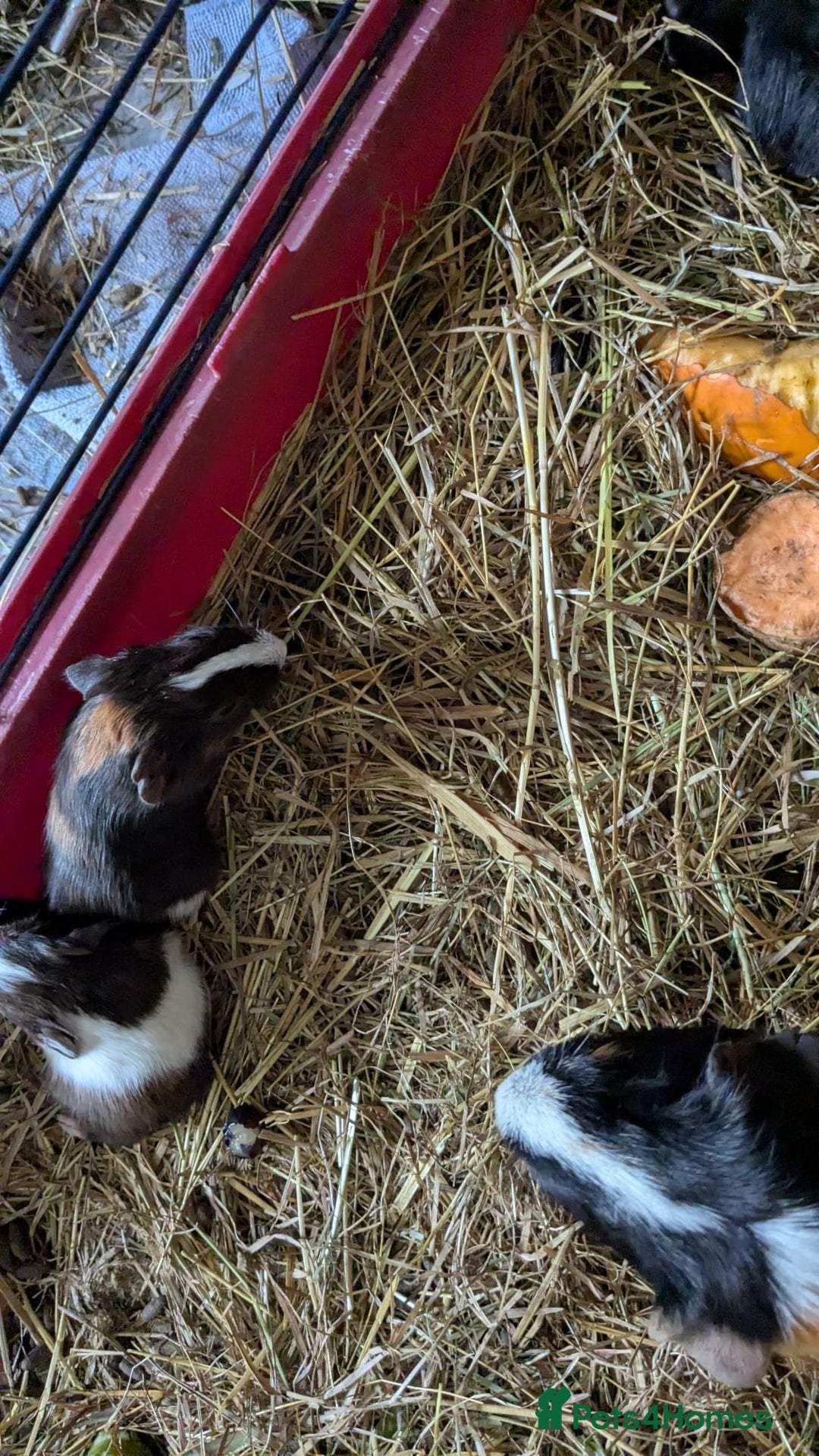 Guinea Pig rodents for sale: 7 beautiful mixed sex unsexed gineapigs  - Image 6