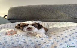 Shih Tzu dogs for sale: Shih tzu puppies - Image 7