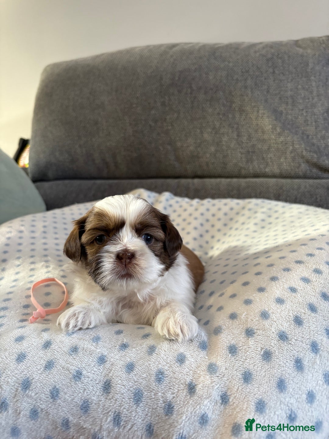 Shih Tzu dogs for sale: Shih tzu puppies - Image 7
