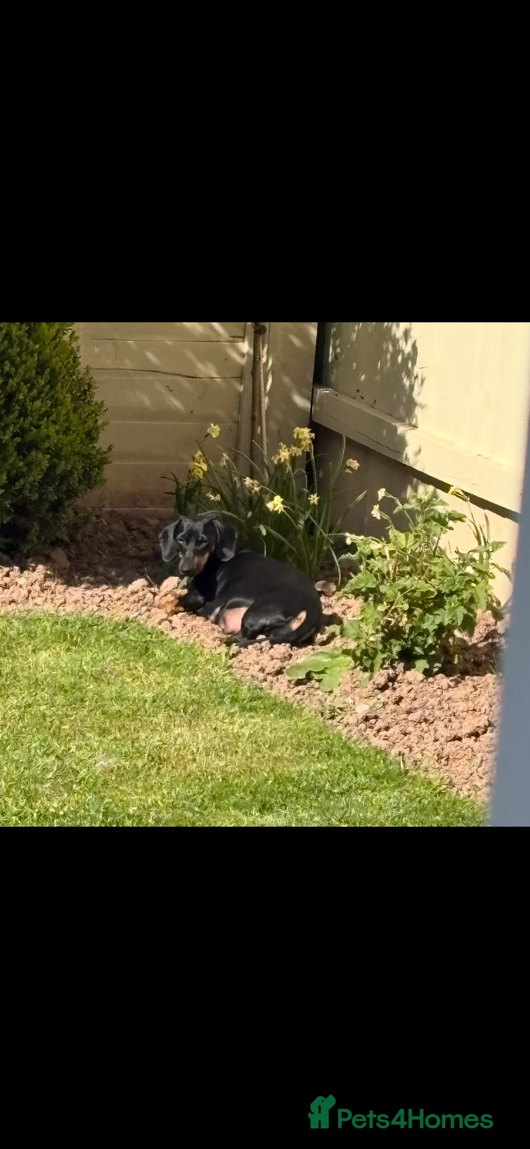 Dachshund dogs for sale: Miniture smooth black & tan miniature dachshunds  in Hereford - Advert 2