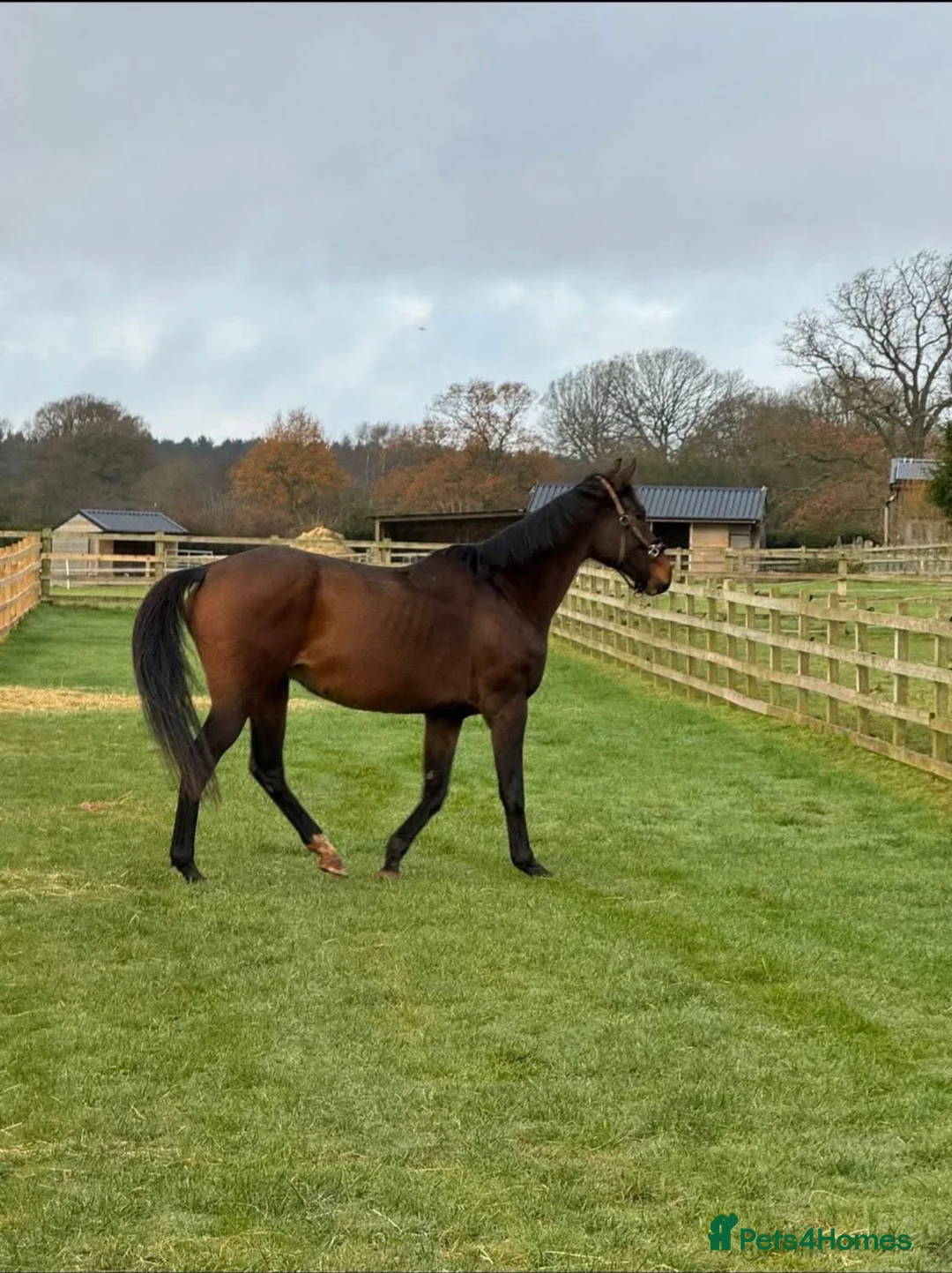 Irish Draught horses for sale: Horse training  in Oakham - Advert 2