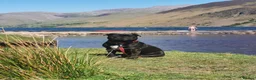 Staffordshire Bull Terrier dogs for stud: Staffordshire Bull Terrier Available for Stud in Accrington - Advert 5