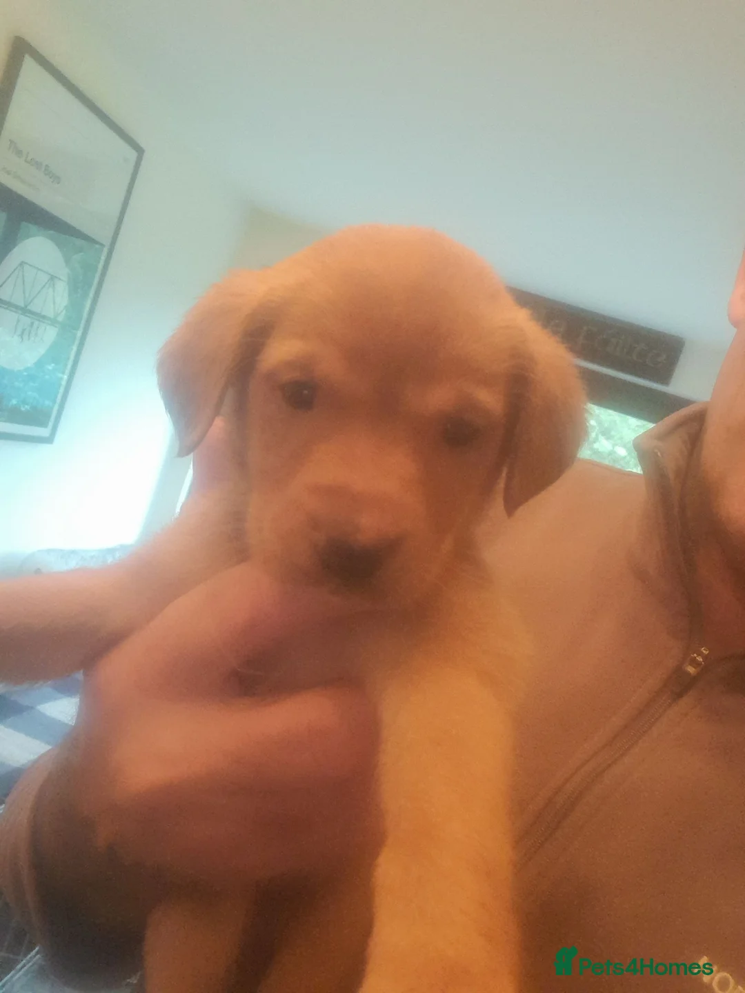 Labrador Retriever dogs for sale: Fox red labrador pup ready now - Advert 2