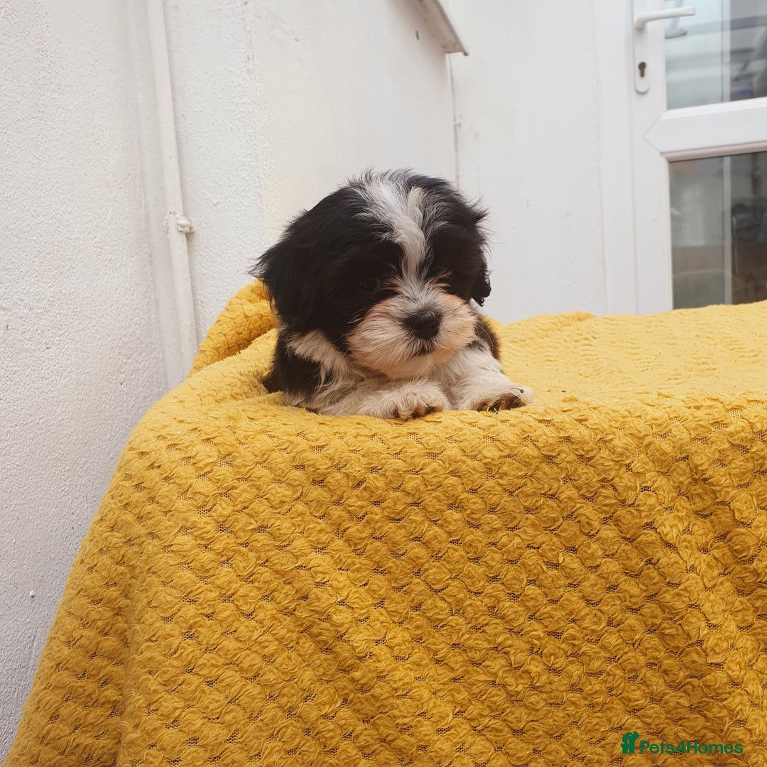 Maltese dogs for sale: Maltese - Image 15