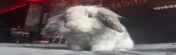 Mini Lion Lop rabbits for sale:     Smokey & Jet – Bonded Pair of Bunnies 🐰 in Liverpool - Advert 3