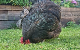 Chickens poultry for sale: Orpington Groups available - Image 6