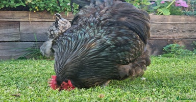 Chickens poultry - Advert 5