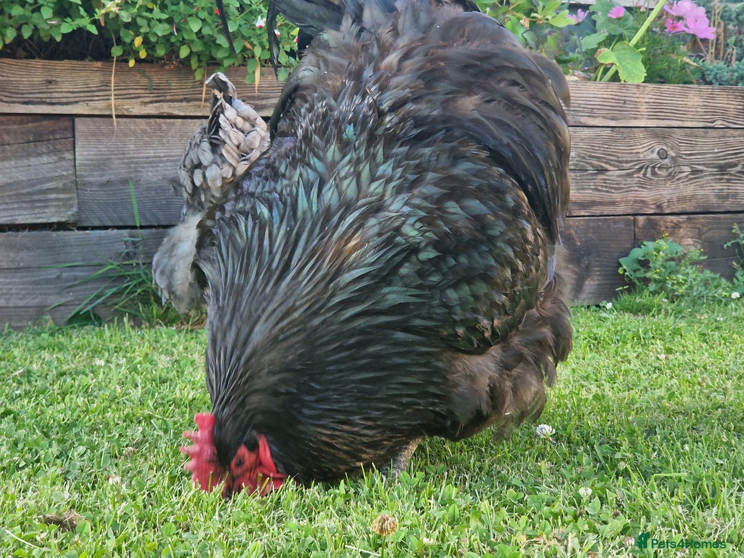 Chickens poultry for sale: Orpington Groups available - Image 6