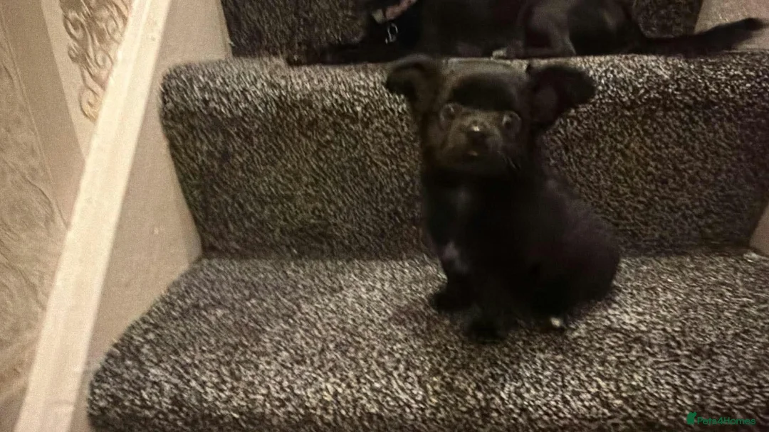 Chihuahua dogs for sale: longhaired applehead  **  chuwawa  in Wallasey - Advert 2