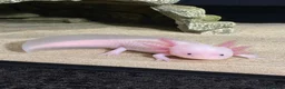 Axolotl reptiles for sale: Axolotl  - Advert 1