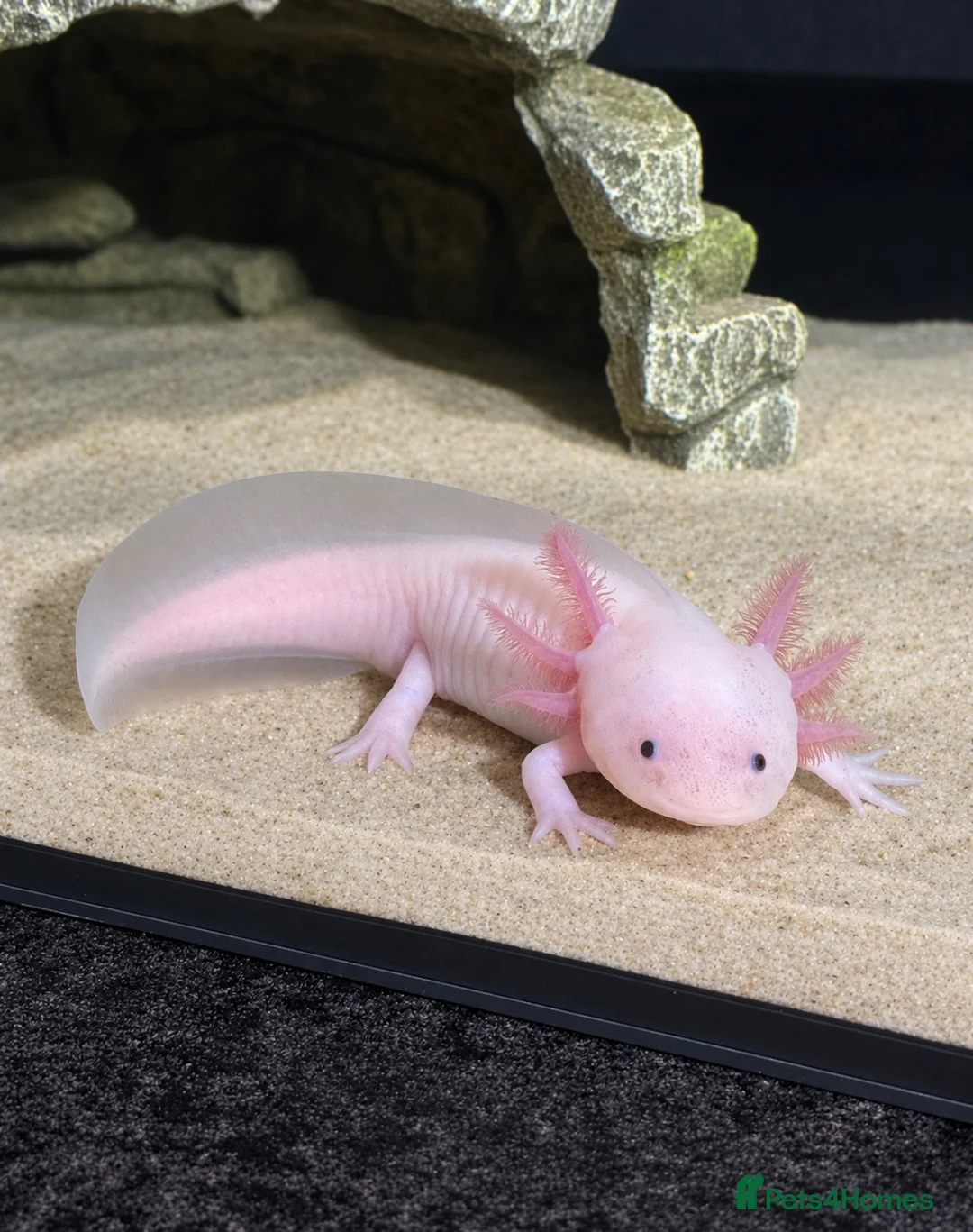 Axolotl reptiles for sale: Axolotl  - Advert 1